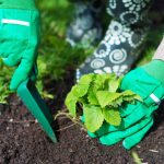 বসন্তে বেরির বালতি সংগ্রহ করার জন্য শরত্কালে কখন স্ট্রবেরি লাগাতে