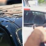 পাখিরা গাড়িতে আর বাজে কথা বলবে না: আপনাকে যা করতে হবে তা এখানে পাখিরা গাড়িতে আর বাজে কথা বলবে না: আপনাকে যা করতে