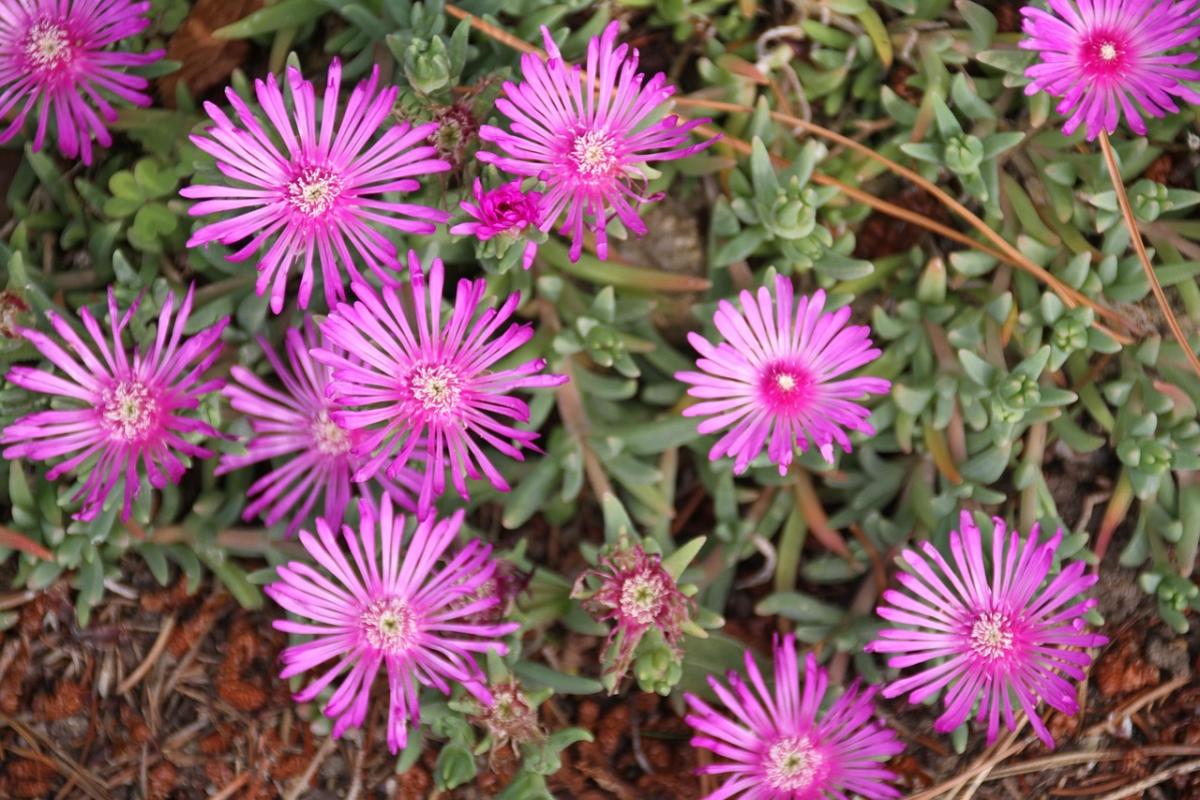 একটি কবরে কি ফুল লাগাতে হবে / ফটো pexels.com