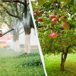 এফিডরা আর কখনো আপেল গাছকে স্পর্শ করবে না: একটি কার্যকর