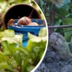 আগস্টে একটি সাধারণ ক্রিয়া: একজন মালী কীভাবে বীটকে মিষ্টি এবং সরস করা যায় তা শেয়ার করেছেন আগস্টে একটি সাধারণ ক্রিয়া: একজন মালী কীভাবে বীটকে মিষ্টি এবং