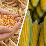 2025 সালে ভুট্টা বপনের সেরা সময়: এটি মিস করবেন না